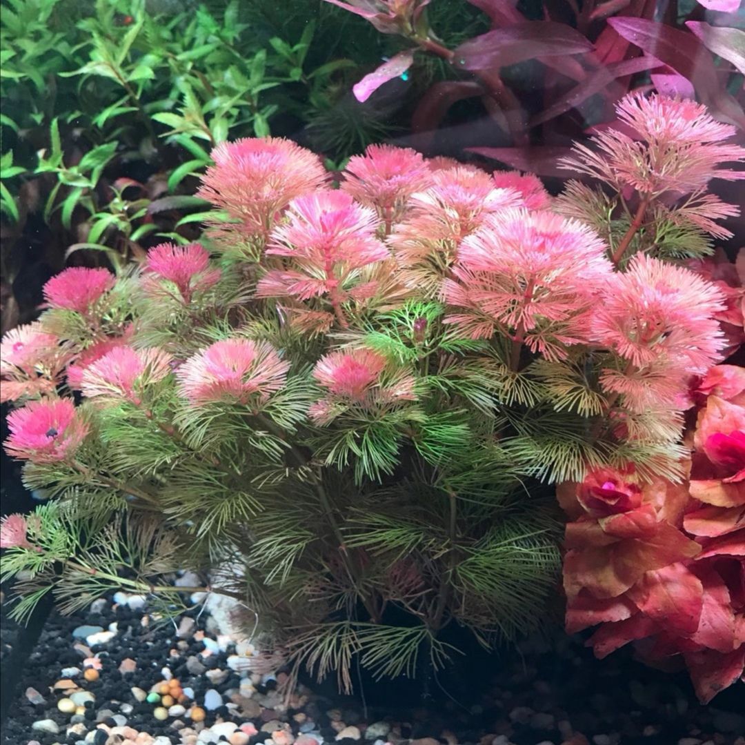 红菊绿菊水下叶会开花坨草水草增氧净化水质好养易活无需二氧化碳