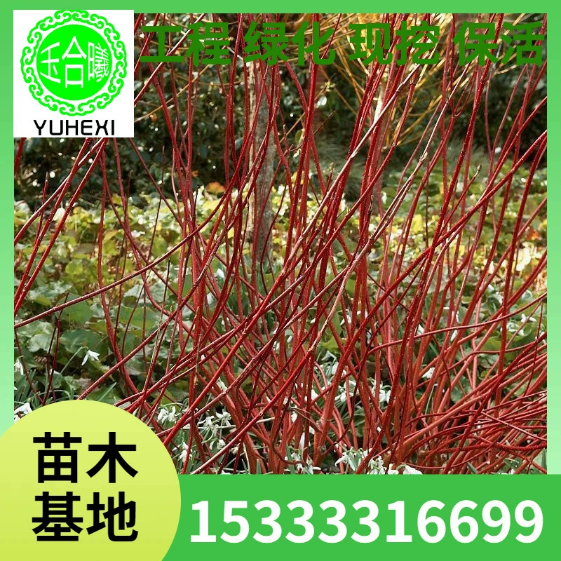 Многоветвистый красный остролист, посаженная в Синьцзяне живая изгородь из красного остролиста, красный остролист, морозостойкие свежесрезанные ветки, кластерные полоски красного остролиста.