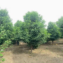 出售品种碧桃 龙柱碧桃4-8 重瓣红花碧桃价 现挖现卖 基地直供