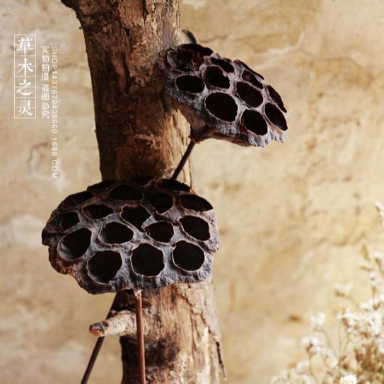 天然原生态干花荷花 干莲蓬 带铁丝杆拍照道具森林系店铺装修饰品