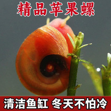 �O���ݳ����^�p���~���坍��ʳ����ˮˮ�|�坍�����O����