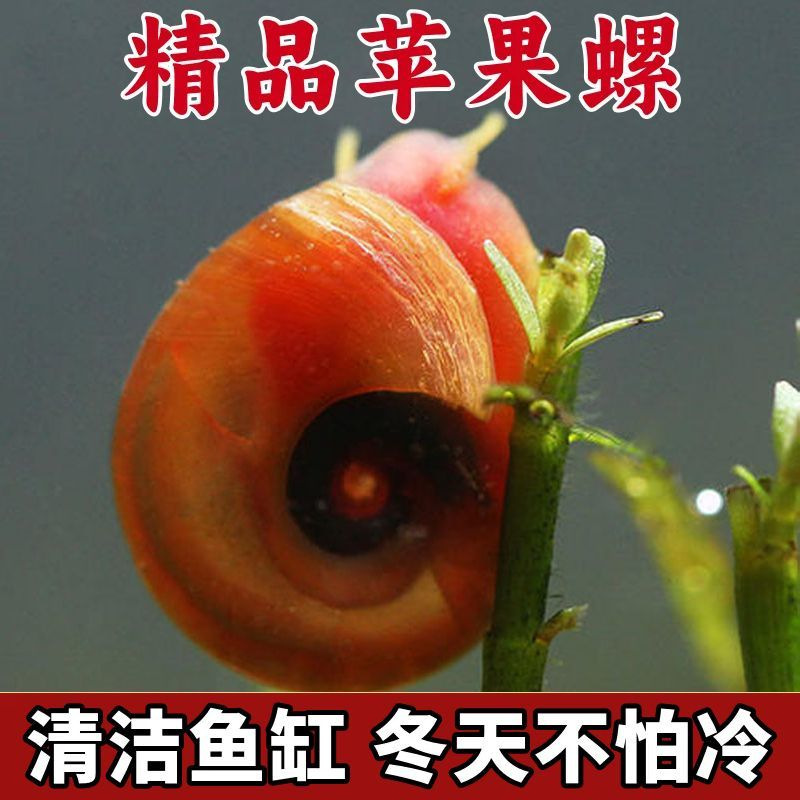苹果螺除藻观赏螺鱼缸清洁残食净化水水质清洁能手苹果螺