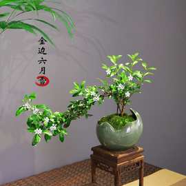 造型悬崖六月雪老桩盆栽盆景植物室内花卉办公室桌面厂家直销包邮