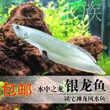 大型觀賞淡水魚 大型觀賞淡水魚批發 促銷價格 產地貨源 阿里巴巴 大型觀賞淡水魚 大型觀賞淡水魚批發 促銷價格 產地貨源 阿里巴巴