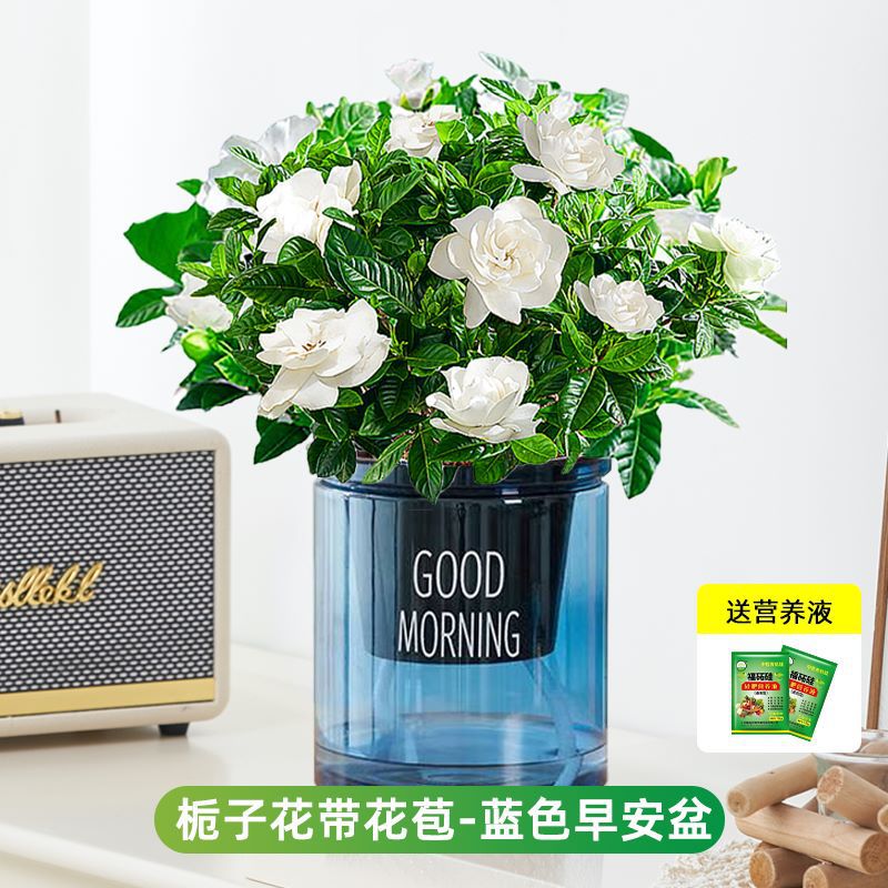 부티크 90#싹이 있는 치자나무(파란색 굿모닝 화분) + 영양액