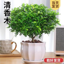 �Ϙ��辰��������ֲ�������҃Ș������ԾGֲ��������ò�����ľ