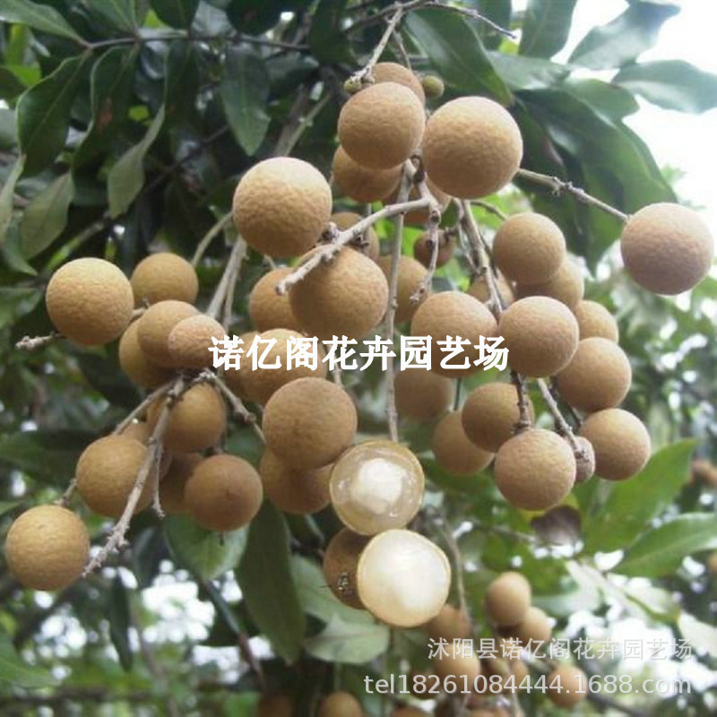 【龙眼盆栽】精品石硖龙眼树苗带土带叶储良龙眼树苗盆栽地栽嫁接