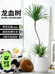 ������횘�������Ѫ���k���ҿ͏d�ߗU����ֲ�����F���҃ȴ��;Gֲ