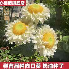 【超实惠】稀有奶油向日葵花种温柔奶白色绿心向日葵种子