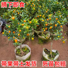 ��Ƥ��ۘ��玧�����Կ�ʳ�ý��ٽ������̨ͥԺ�ļ��Y���ͺ�ֲ��