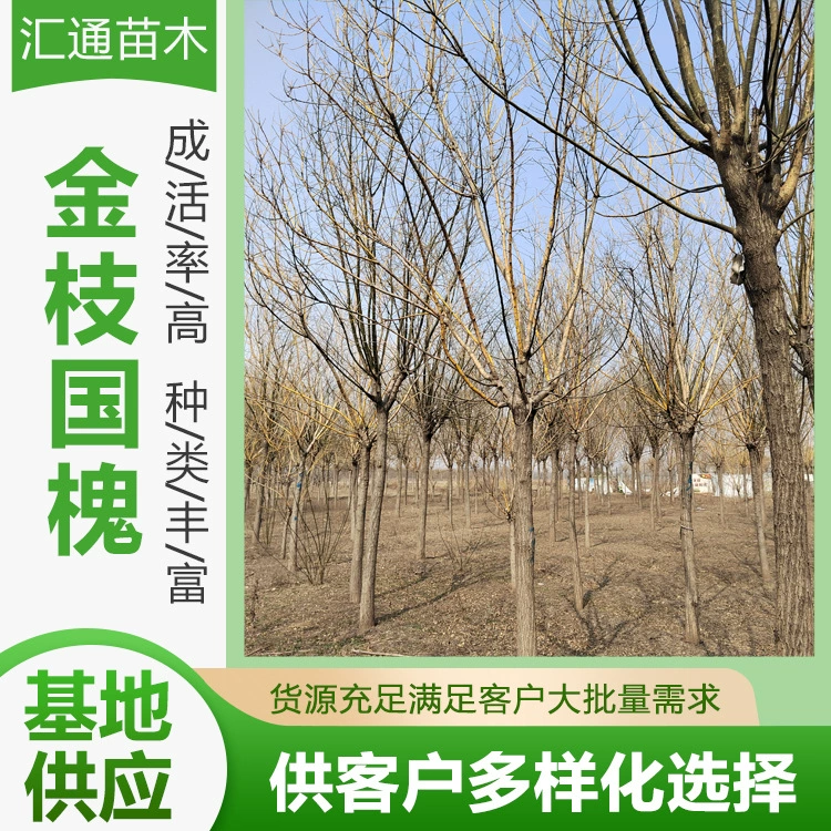 8— 15cm Золотая акация Вилла Двор Декоративное ландшафтное дерево Морозостойкое растение Проект по посадке растений на земле Зеленое дерево