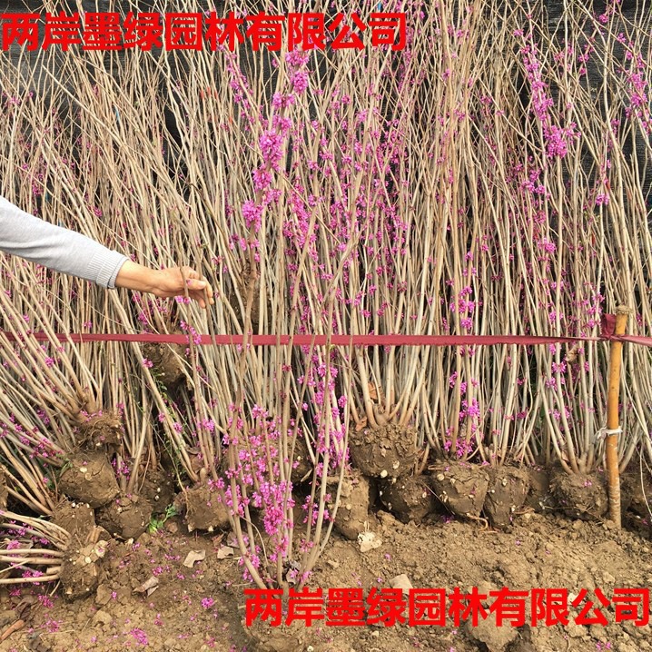 紫荆花树苗 丛生紫金_主图04