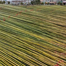 竹竿菜园搭架装饰竹杆篱笆栅栏旗杆跳舞杆户外大棚爬藤手工细竹竿