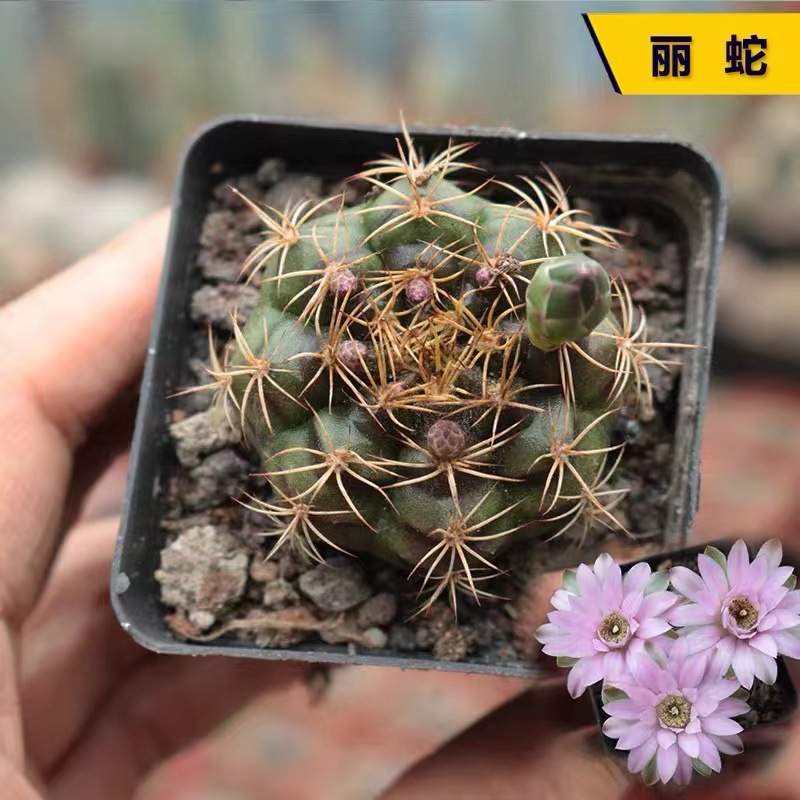 리스와루 3-5cm (맨뿌리로 배송)