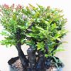 Wono -leaflet rosewood bonsai rosewood stump living room bonsai indoor potted flowers four seasons evergreen plant