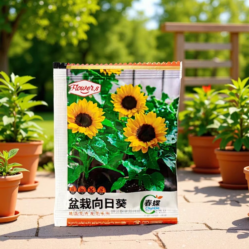 向日葵种子儿童种植幼儿园绿植儿童节开学季植树节
