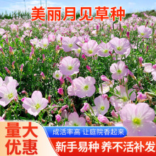 ������Ҋ�ݷN�Ӷ������޸����ܷN��ͥԺ�@�־G�����^�����׳ɻ�