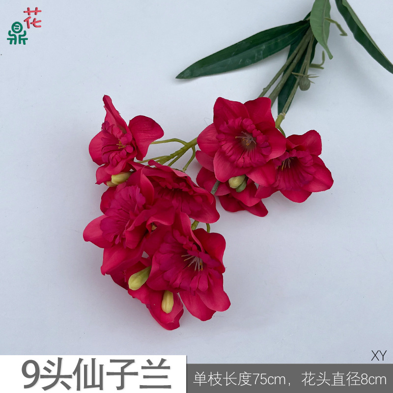 9두 선녀란 XY - 딥 로즈 레드