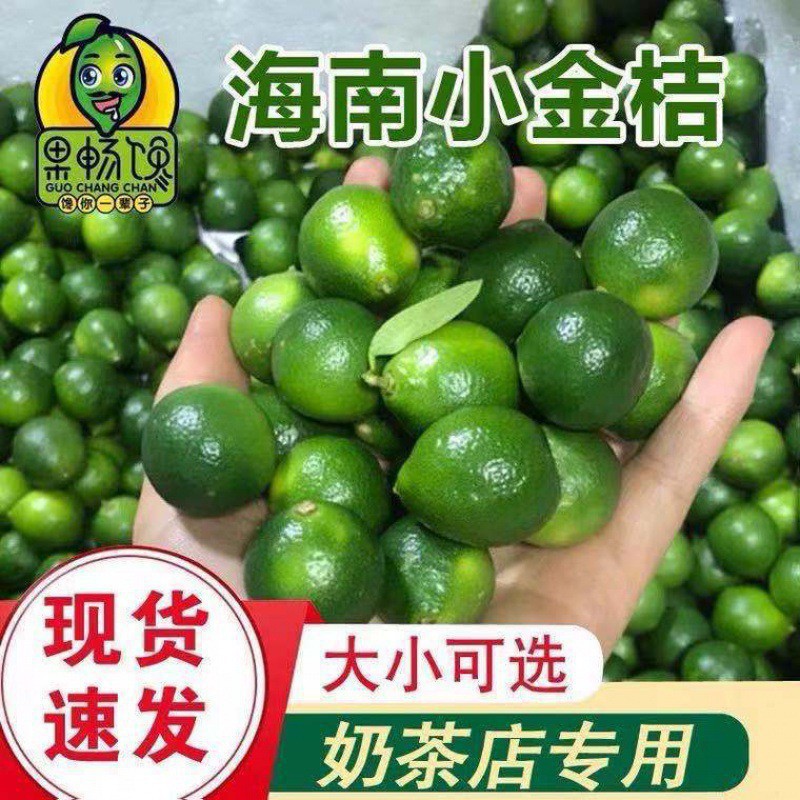 海南青金桔青橘青桔奶茶烧烤新鲜水果小青柠檬金桔批发小金桔工厂