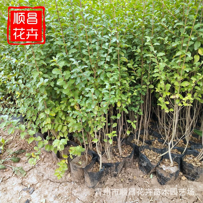 База оптом мелколистный Ligustrum lucidum саженцы двор вилла озеленение проект цветной блок саженцы муниципальная живая изгородь мелкий лист Ligustrum lucidum