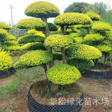 ����Ůؑ���͘����l�@�־G������ֲ�ﾰ�^�L����������Ůؑ���Θ�