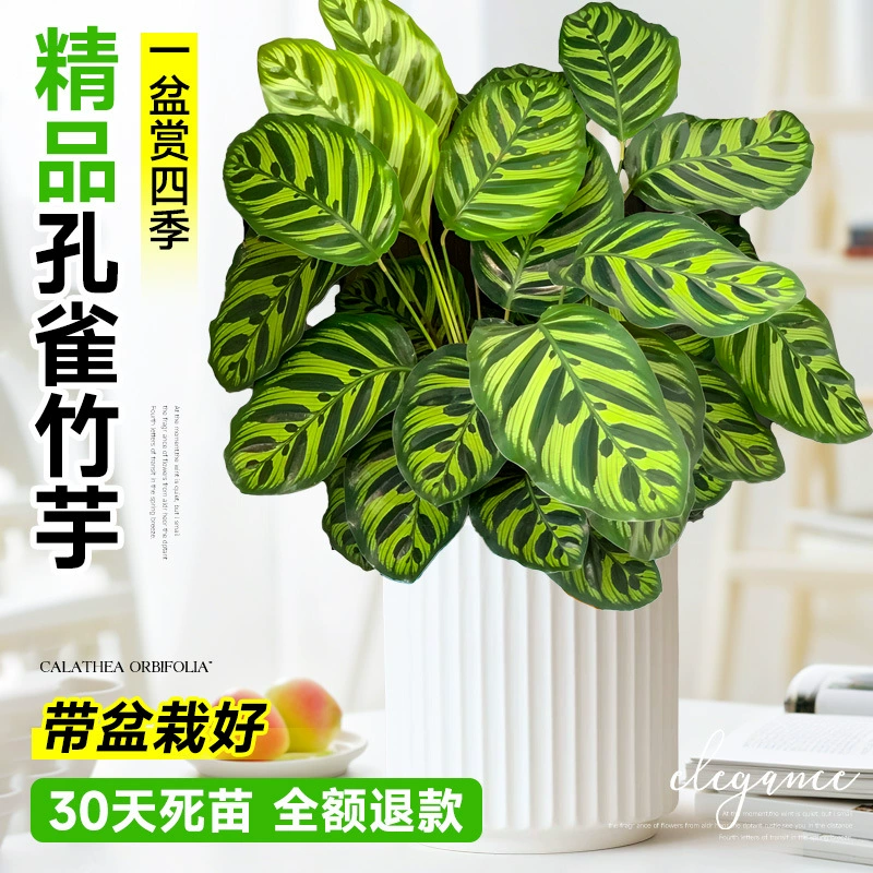 Кальядиум павлиньи в горшках, большие рассады, новый дом, гостиная, в помещении, зеленые растения, поглощающие формальдегид, легко выращиваемые гидропонные растения, амиллис круглый год