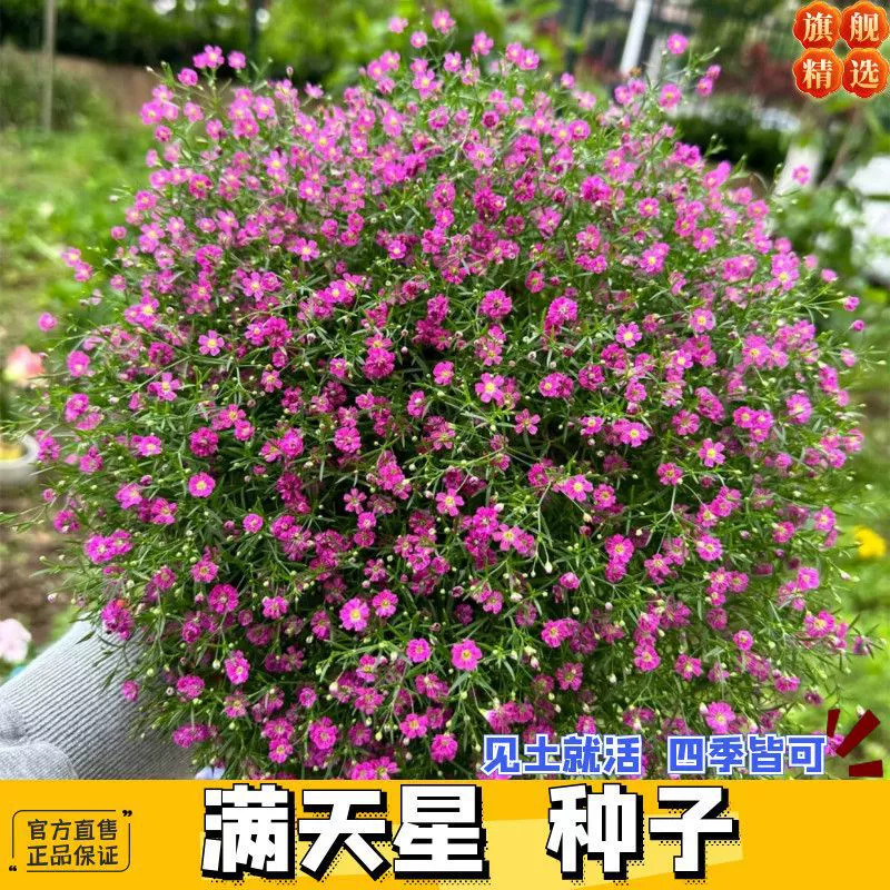 Импортированные семена цыганского дыхания, семена садовых цветов, цветущие в любое время года, легко взрывающиеся горшки, легко живущие семена цветов на открытом воздухе.