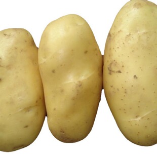 �S���L�ڹ��������R��� potato ���� �gӭ�����xُ