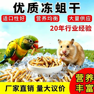 厂家直供优质冻蛆干/五谷养殖蝇蛆干/可食用