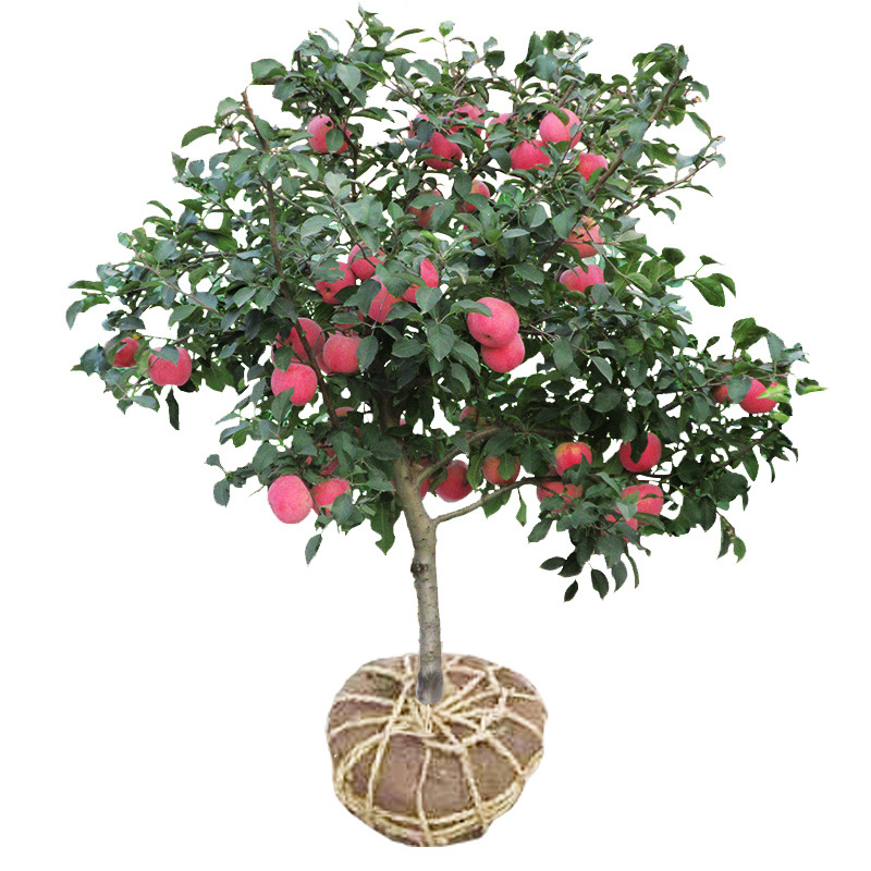 Apple Guomiao Dwarf Potted plant South North Then Result indoor courtyard Red Fuji Apple Seedlings
