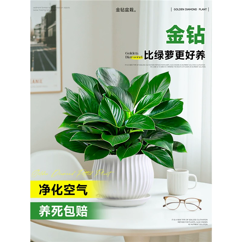 Золотой бриллиант в горшке, корзина для зеленой редиски, комнатное растение, цветок, гидропонное зеленое растение, офис, гостиная, рабочий стол, новый дом, легко выращивать суккуленты