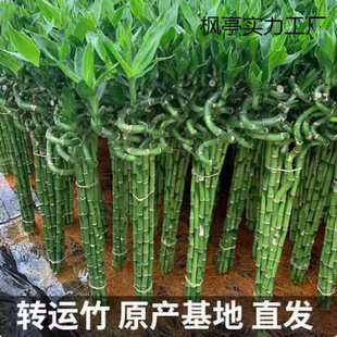 ����ˮ��ֲ���D�\���F���_�\��ˮ�B�͏d������������ؔ�҃�����