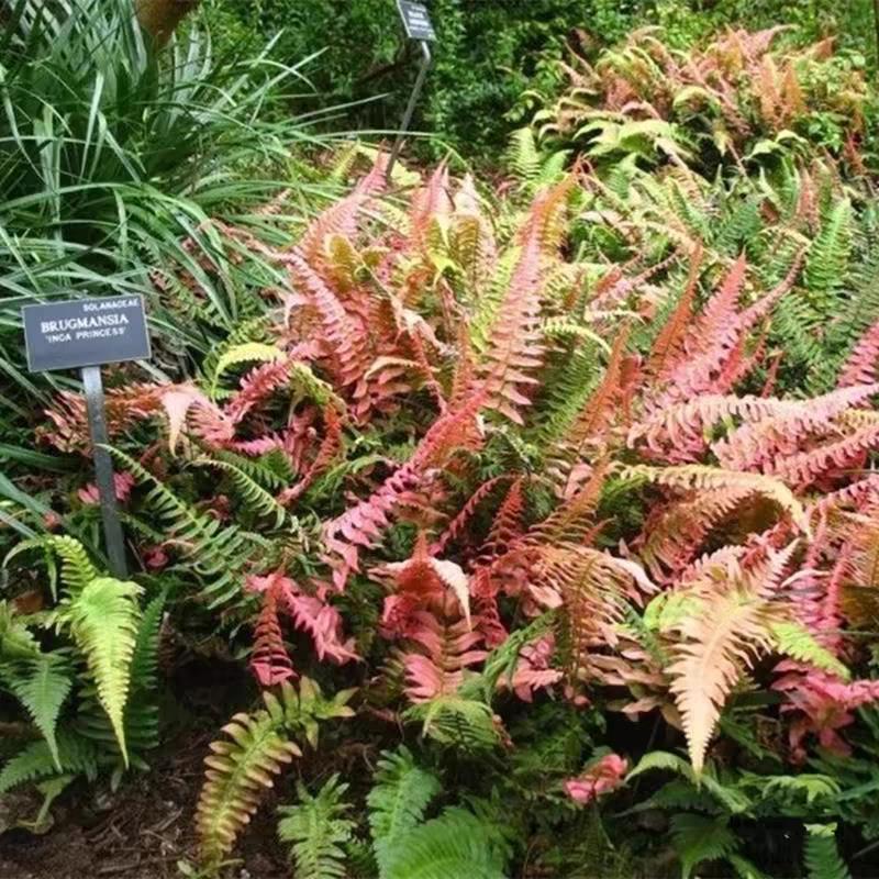 彩虹蕨红盖鳞毛蕨盆栽庭院花园彩色观叶植物假山鱼池配景耐寒好养-阿里巴巴