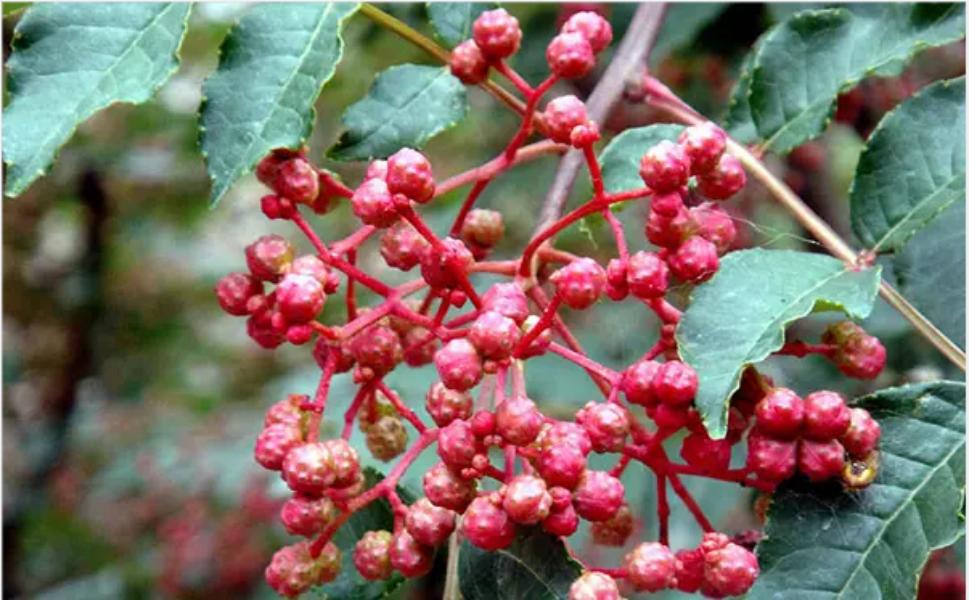 Sichuan Red Peppercorn Hua Jiao 500g Dried Zanthoxylum Spice for Cooking and Herbal Tea key features