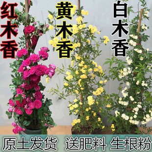 ʮ������Sľ�㻨������ֲ���ļ��_���ܴ����ذ����ۼtľ��������