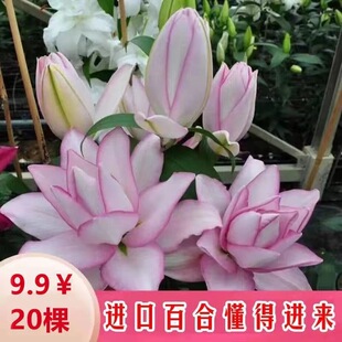 �ذ���ˮ�ٺϷN��ѿ�ͺ����ļ����������҃��̨�Gֲ�N�����B��
