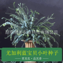 �S�����l�����ȼ����N�ӷN�� �~�X�� ���^�ȼ����{��ؐС�~�N��