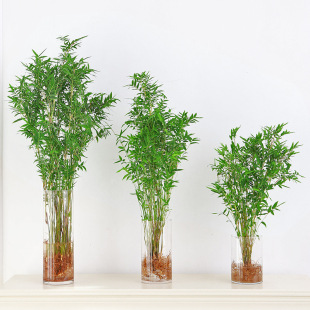 水培植物米竹室内盆栽凤尾竹办公室盆景桌面绿植富贵竹四季好养-阿里巴巴