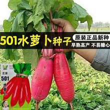 【501水萝卜种子】蔬菜种孑春秋四季种 庭院水果红皮萝卜种籽