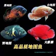 �ڰ׵؈D�~�i�ЊW�D Ѫ���� �Lˮ�~�д��͵�ˮ�Ꭷ�^�p�~���w�Ї�