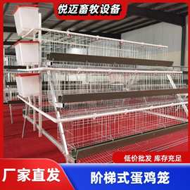 现代化养殖场自动喂料肉鸡笼全自动立式鸽子笼鹌鹑养殖育雏笼