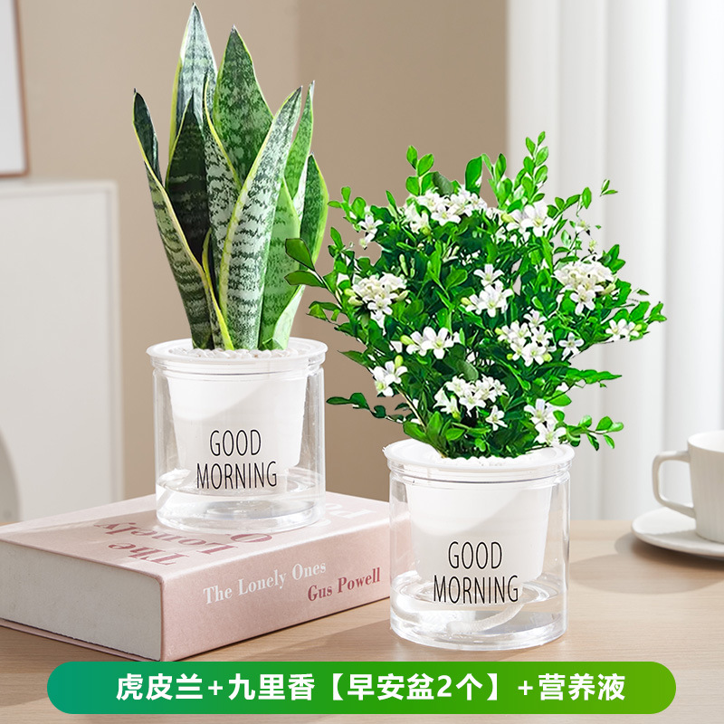 호피란 + 구리향 [좋은 아침 대야 2개] + 영양액