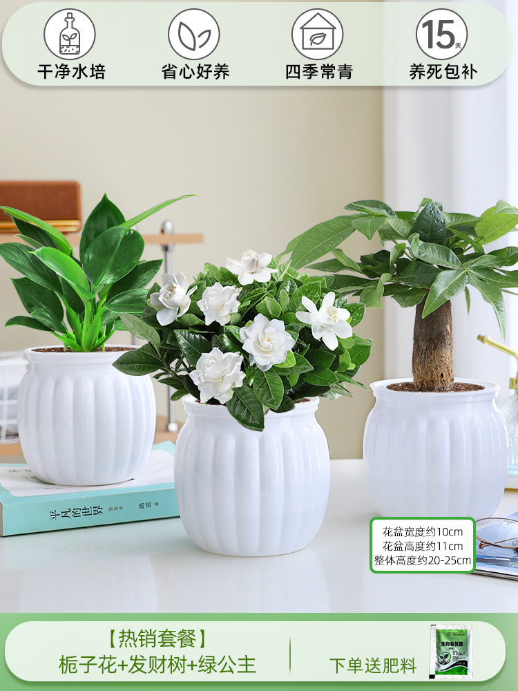 [인기 패키지] 치자나무 + 머니트리 + 그린 프린세스