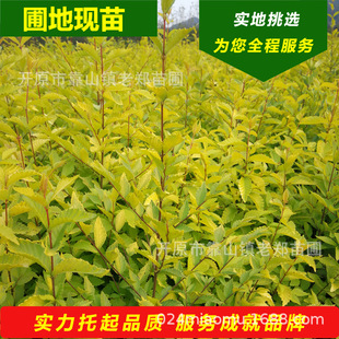 Wholesale Golden Elm Hedge Wall Seedlings Garden Tree High-Grown Golden Elm Open Ground Cultivation Dragon Branch-Shaped Ground-Grown Golden Elm