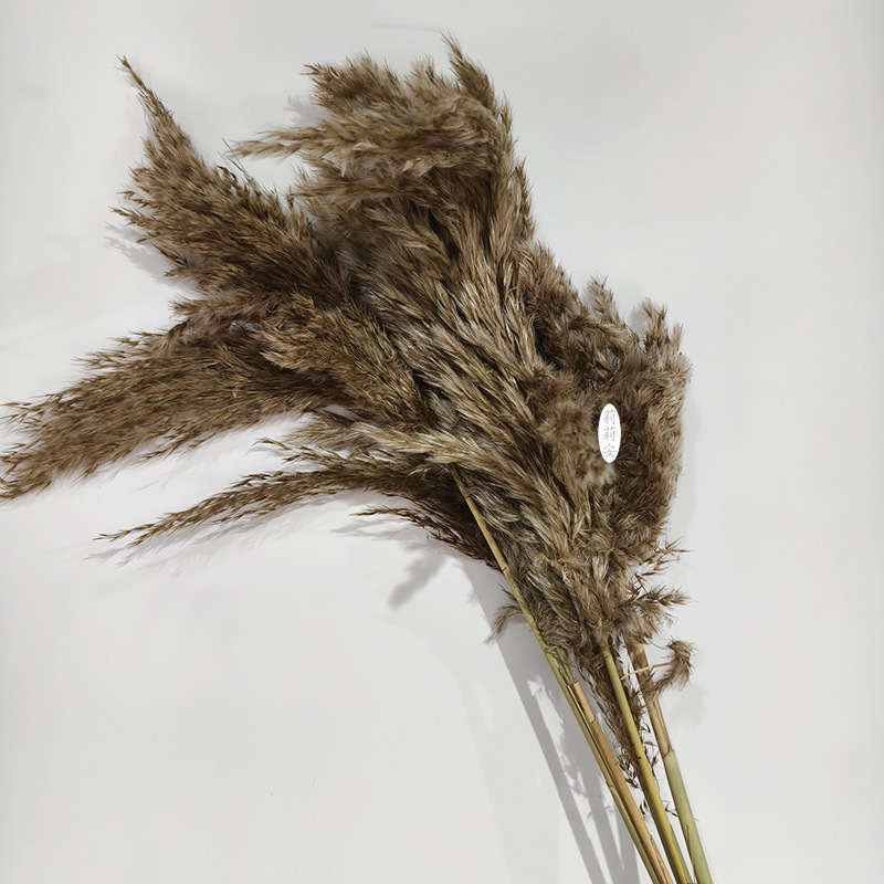 오리지널 컬러(5개/묶음)