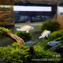 �Ϻ��Ꭷ�~�^�p�~���l�S�������B���~ ��ؐ��ˮ�غ�