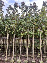 �t�~�S�� ���~�S�� ���~��Ӣ ���~��Ӣ �S� �t�~�� ���~��