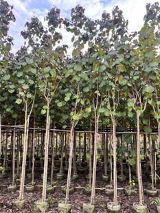 �t�~�S�� ���~�S�� ���~��Ӣ ���~��Ӣ �S� �t�~�� ���~��