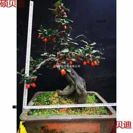 鸭柿子树盆景金弹子老桩盆栽带果观果盆景树苗可挂果有嫁接枝条