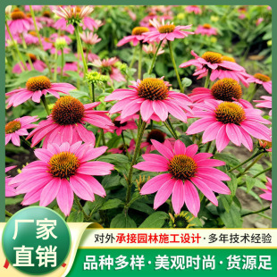 ��ͥ�@ˇ�û��N���ɹ��շN�Ӷ�����ͥԺ�����ɹ��ջ��N��